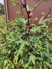 Hibiscus sabdariffa