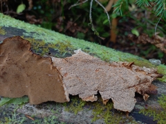 Asterodon ferruginosus