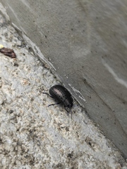 Chrysolina exanthematica