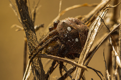 Pararaneus