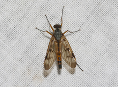 Rhagio scolopaceus