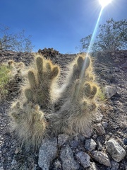 Opuntia diploursina