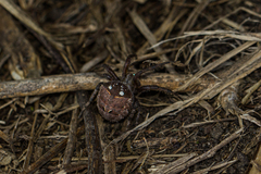 Pararaneus