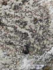 Chrysolina exanthematica