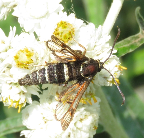 Fireweed Clearwing Moth