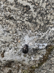 Chrysolina exanthematica