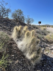 Opuntia diploursina
