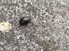 Chrysolina exanthematica