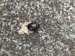 Chrysolina exanthematica