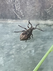 Stictopleurus abutilon