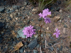 Iberis umbellata