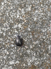 Chrysolina exanthematica