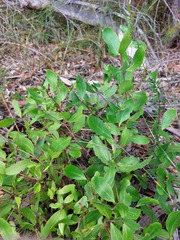 Persoonia laurina