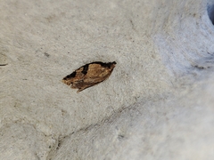 Clepsis spectrana