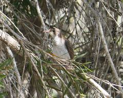 Ramsayornis modestus