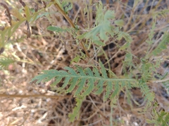 Achillea filipendulina
