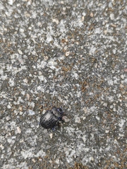 Chrysolina exanthematica