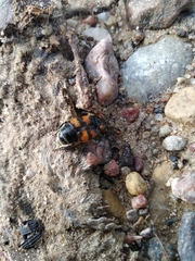 Nicrophorus vespillo