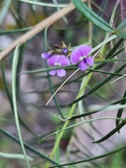 Glycine clandestina