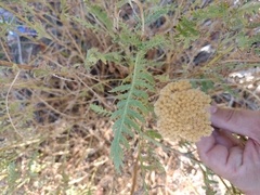 Achillea filipendulina
