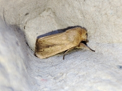 Sesamia nonagrioides