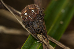 Pararaneus