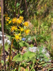 Solidago dahurica