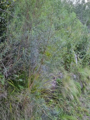 Glycine clandestina