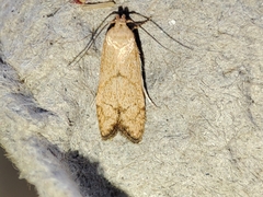 Blastobasis decolorella