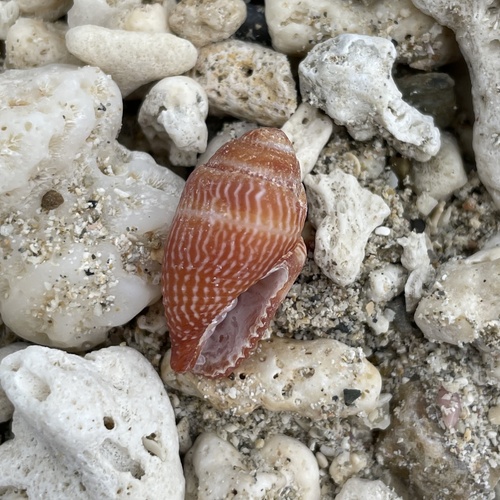 Strigatella retusa observed 2022-09-24