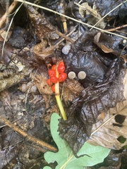Arum maculatum