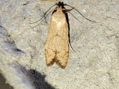 Blastobasis decolorella