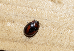 Paropsisterna erudita