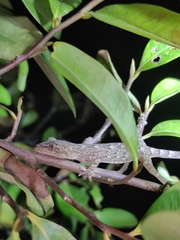 Gekko japonicus