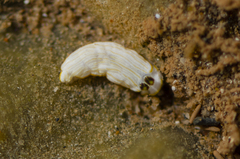 Dermatobranchus albus