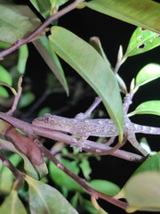 Gekko japonicus