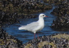 Ichthyaetus melanocephalus