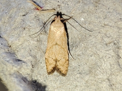 Blastobasis decolorella