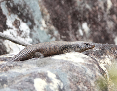 Egernia cunninghami