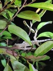 Gekko japonicus