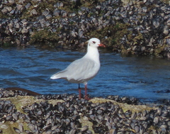 Ichthyaetus melanocephalus