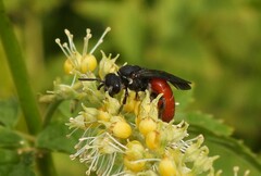 Sphecodes albilabris