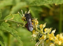 Sphecodes albilabris