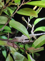 Gekko japonicus