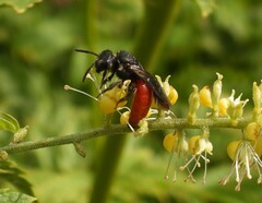 Sphecodes albilabris