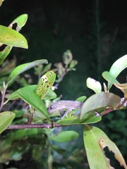 Gekko japonicus