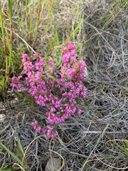 Erica gnaphaloides