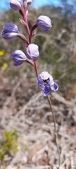 Thelymitra campanulata