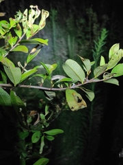 Gekko japonicus