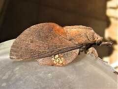 Gastropacha quercifolia